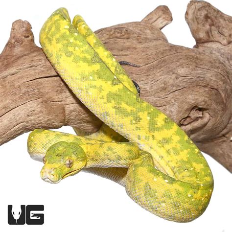 Adult Biak Green Tree Pythons Morelia Viridis For Sale Underground