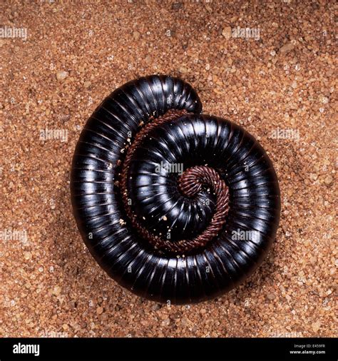 Giant Millipede Coiled For Defense Diplopoda East Africa Stock Photo