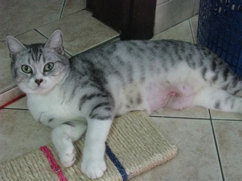Spaying Subsidy For 1 Female Cat Nur Suraya Najidis Animalcare