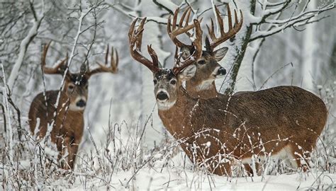Pin By Adam On Wildlife Whitetail Deer Pictures Whitetail Hunting