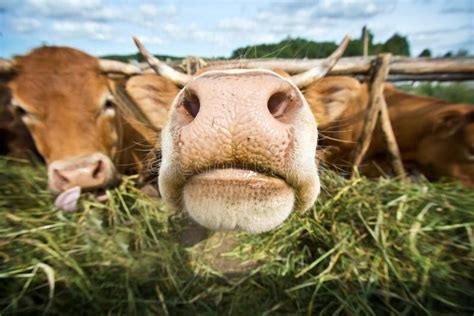 Cows Eating Straw Stock Photo Image Of Europe Fence 158800090