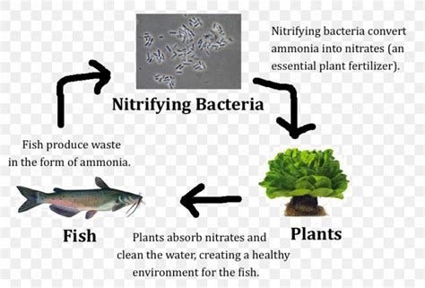 Nitrifying Bacteria Nitrification Aquaponics Nitrogen Fixation Png