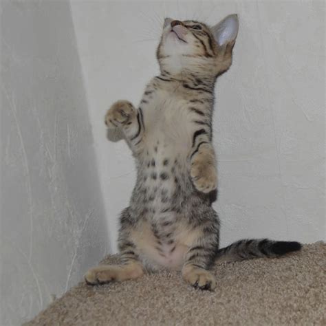 This is all just kitten fun!!! F5 Savannah Kittens Available Savannah Kittens for Sale ...