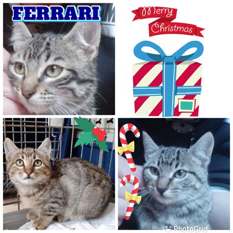 1 overview 2 music 3. Ferrari - Gatos Nuevavida Adopciones