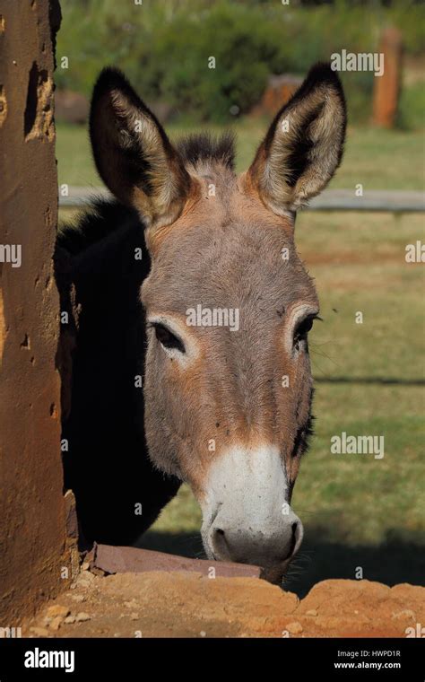 A Small Grey Donkey Peeks Through The Window Of A Run Down Old