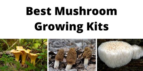 Best Mushroom Growing Kits For Beginners And Experts