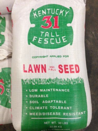 5 Best Grass Seed To Buy For A Healthy And Green Lawn