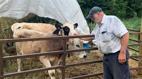 Arundel Dairy Farmer Devastated By Pfas Fights For State Help