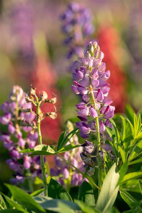 Close Up Of Violet Lupin Flowers In The Meadow Stock Image Image Of
