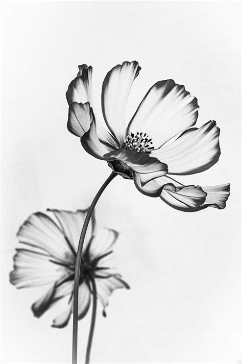 Black And White Flower Pictures Live Science