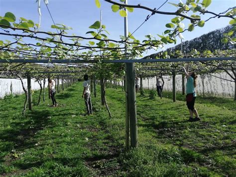 Vine Work Learn More — Mubwons Kiwi Contractors