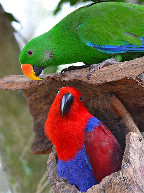 Eclectus Parrot Mutations