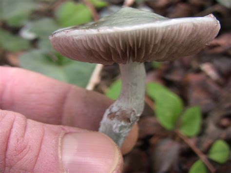 Stropharia Aeruginosa Mushroom Hunting And Identification Shroomery