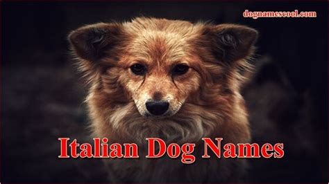 Pin By Dog Names On Dog Names Dog Names Italian Dogs Female Names