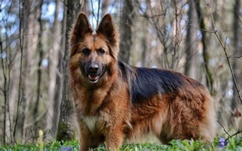 100 Best Female German Shepherd Dog Name Ideas Petpress