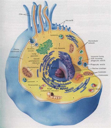 Animal Cell Picture