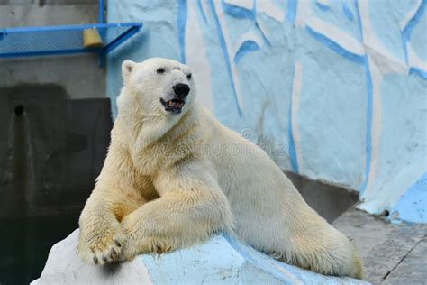 Polar Bear In A Zoo Summer Time Stock Image Image Of Animal Pole