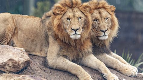 Two Big Lions Are Lying Down On Rock In Blur Background Hd Animals