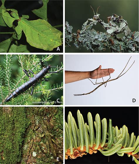 Frontiers Evolution Of Oviposition Techniques In Stick And Leaf