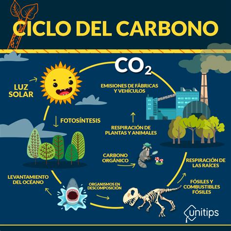 Ciclo Del Carbono Mapa Conceptual