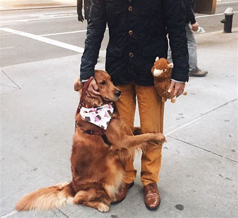 This Retriever Is Obsessed With Giving Hugs To Everyone He