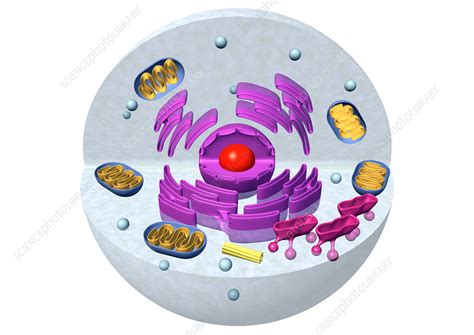 All cells have a cell membrane around them. lettfrogudod: animal cell membrane