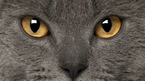 20 Breeds Of Cats With Big Eyes