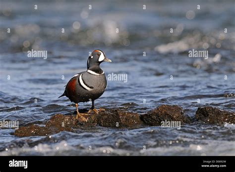 Harlequin Duck Histrionicus Histrionicus Male Standing On Rock In