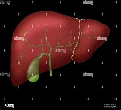 Liver And Gallbladder Hi Res Stock Photography And Images Alamy