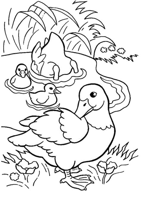 duck coloring pages    print