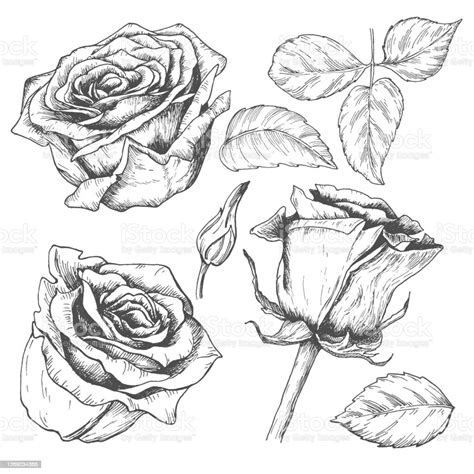 Detail Sketsa Gambar Bunga Rose Koleksi Nomer 46