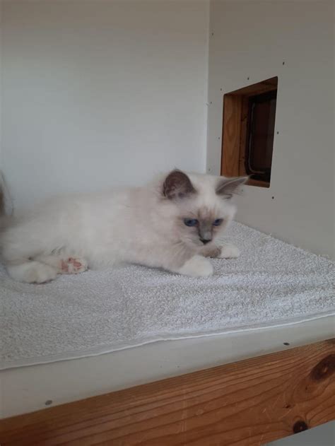 Ready Now Pedigree Birman Kitten For Sale In Wolverhampton West