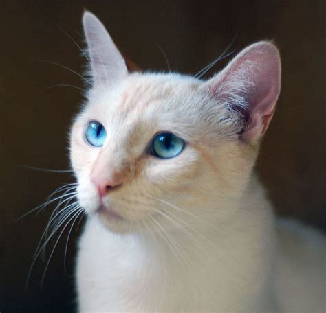 A person interested in rescuing one of these cats needs to be patient and understanding. Cat ready for adoption: Flame Point Siamese named Shiva in ...