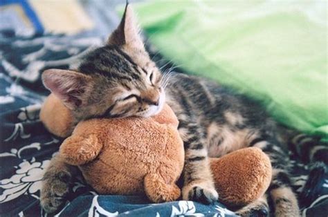 Sudah dipilihin nih, gambar gambar kucing lucu menggemaskan dan bisa bikin ketawa. Awww.. (5 Gambar Kucing Comel) || meck's blog