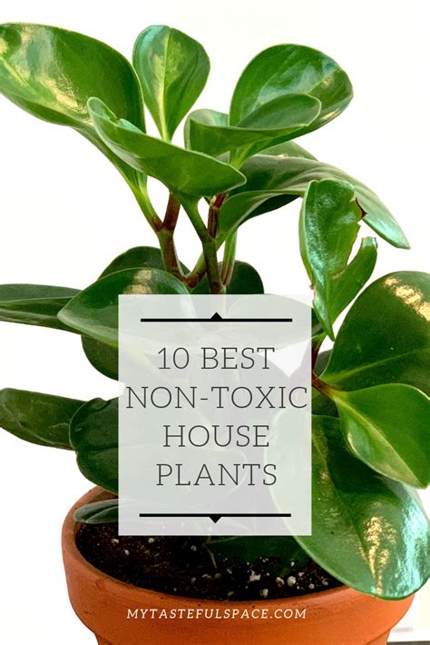 This is perhaps the perfect house plant for a cat owner. 10 Best Non-Toxic House Plants That are Safe For Children ...