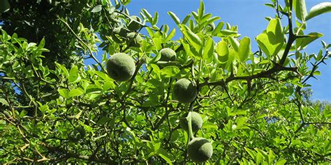 Prickly lemon tree (Poncirus trifoliata), rootstock of Citrus - NATUEND