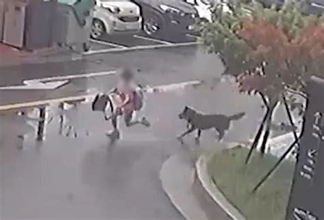 목줄 없는 개에 목 물린 8세 아이택배기사가 살렸다 영상 공감언론 뉴시스통신사