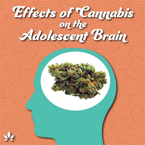 Examining The Effects Of Cannabis On The Adolescent Brain