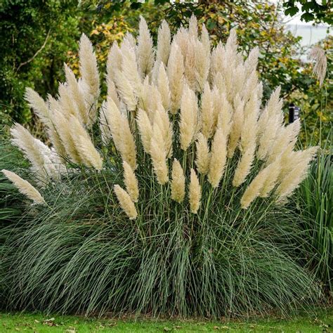 White Pampas Grass Everlasting Flower Tall Centerpieces Plume Etsy