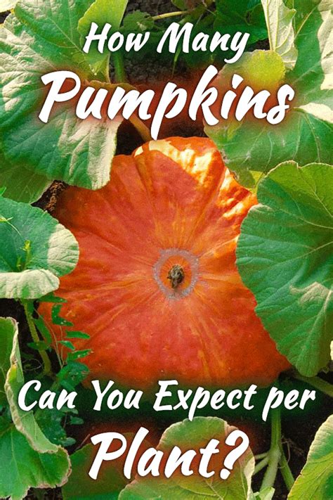The best pumpkin vine memes and images of march 2021. How Many Pumpkins Grow from One Plant?