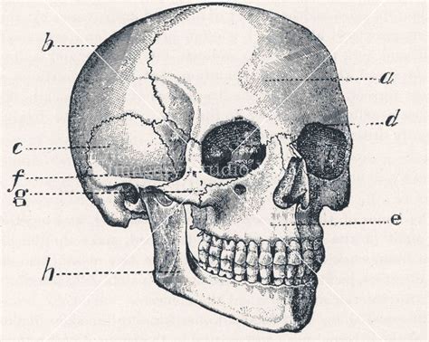 A Diagram Of The Human Skull With Labels On Its Face And Neck Vintage
