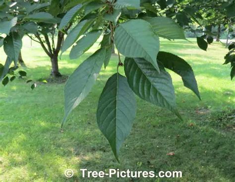Cherry Tree Leaves Identification