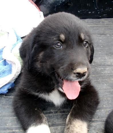 Finding a great pyrenees lab mix puppy. Great Pyrenees Black Lab Mix | Tiere