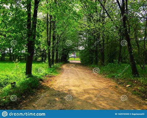 View Of The Beautiful Spring Forest In Bright Green Colors Stock Image