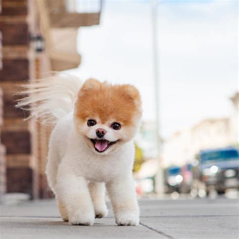 50 Cute Dog Haircuts To Inspire Your Next Grooming Session