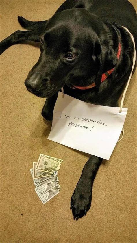 The Funniest Animal Shaming Pictures Of The Month 23 Pics