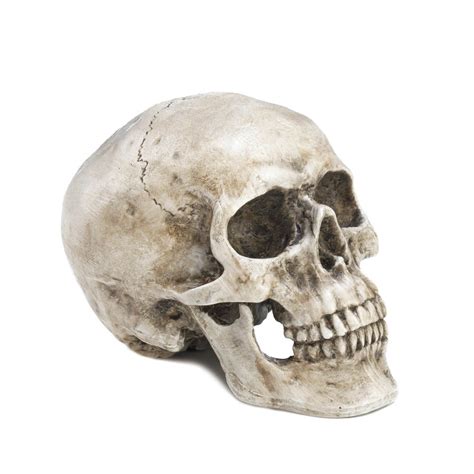 Here's something new for you! Wholesale Skull Decorative Accent - Buy Wholesale Skulls