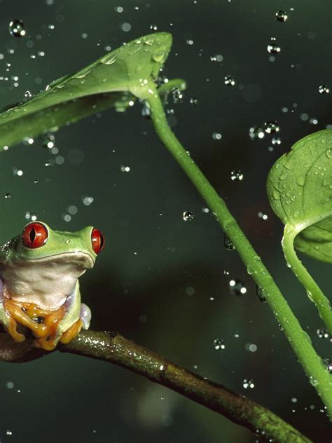 Free Download Under Rain Wallpaper Hd Wallpaper Green Frog Under Rain