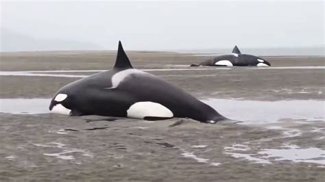 Ocras Killer Whales Beached While Hunting Youtube