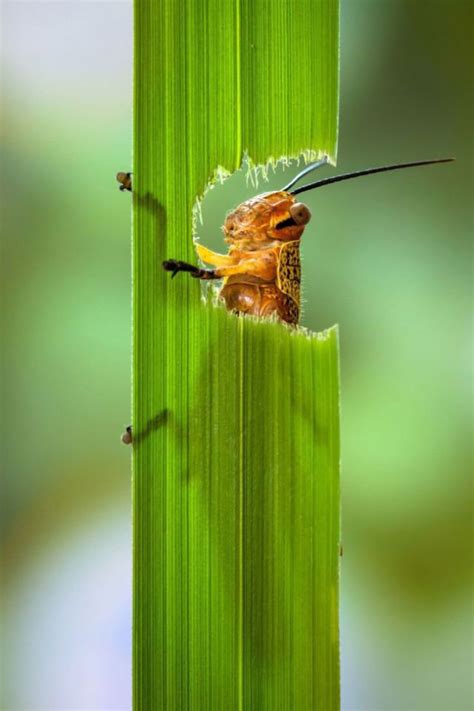 Close Up Photos Of A Grasshopper Eating A Plant 5 Pics